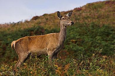 apex复仇女神机制玩法攻略